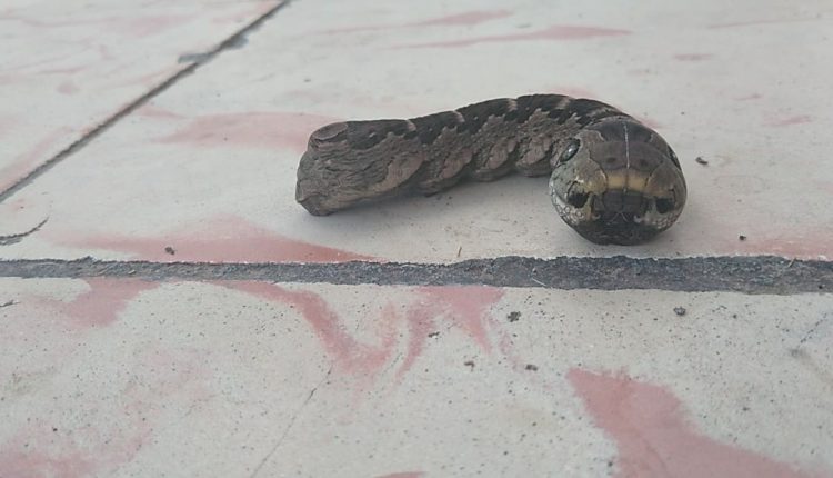 oruga serpiente Cuba