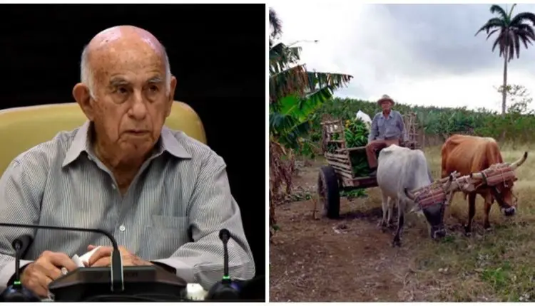 tracción animal Cuba