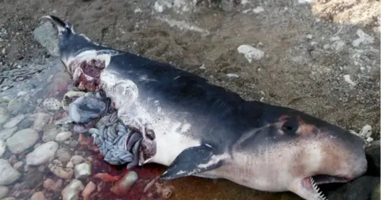 Encuentran inmenso cachalote muerto en playa de Guantánamo