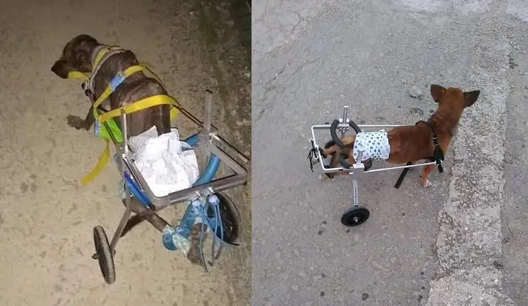 carritos para mascotas al estilo cubano
