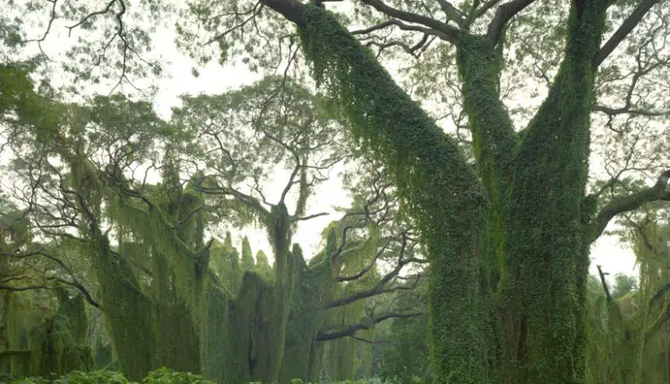 bosque