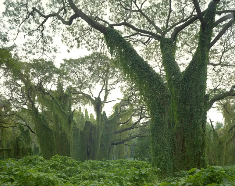 bosque
