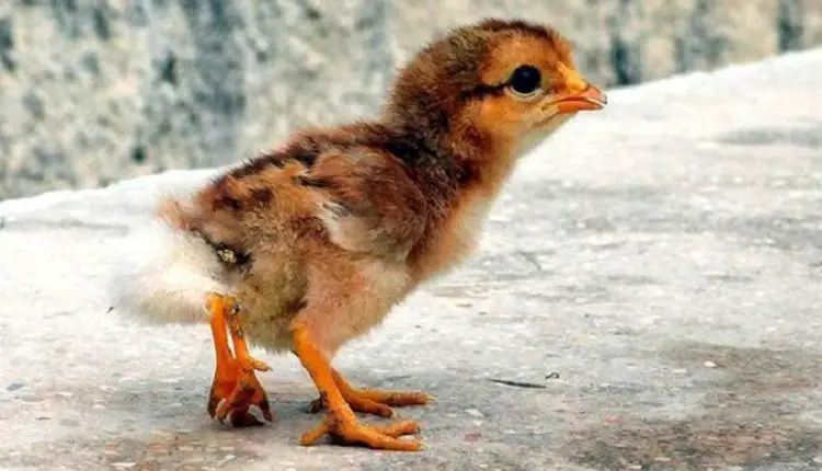 Nace un pollito de cuatro patas en Cuba y se convierte en noticia mundial