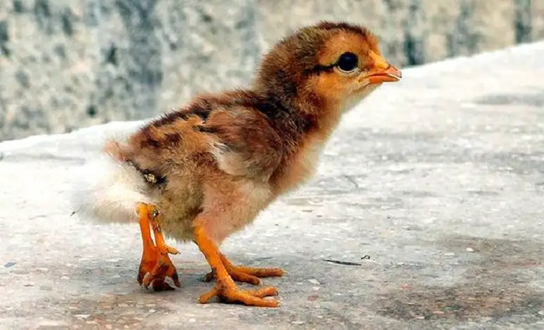 Nace un pollito de cuatro patas en Cuba y se convierte en noticia mundial