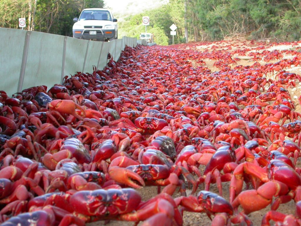 Cangrejos rojos, la historia del viaje suicida de una colonia de crustáceos Cuba (+ Video)