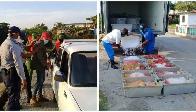 Cargados de langostas para vender en el mercado negro atrapan a estos cubanos