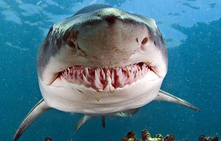 Don Pepe, el tiburón asesino que mantuvo atemorizados por años a los habitantes del oriente de Cuba