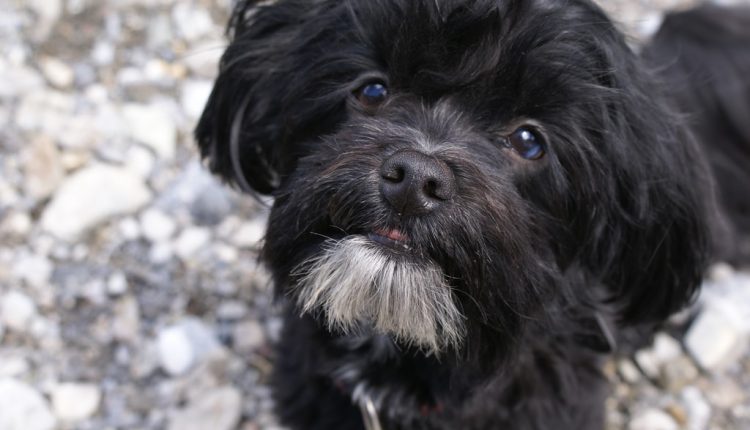 Bichón habanero, la raza de perros cubanos que está entre los más tiernos del mundo