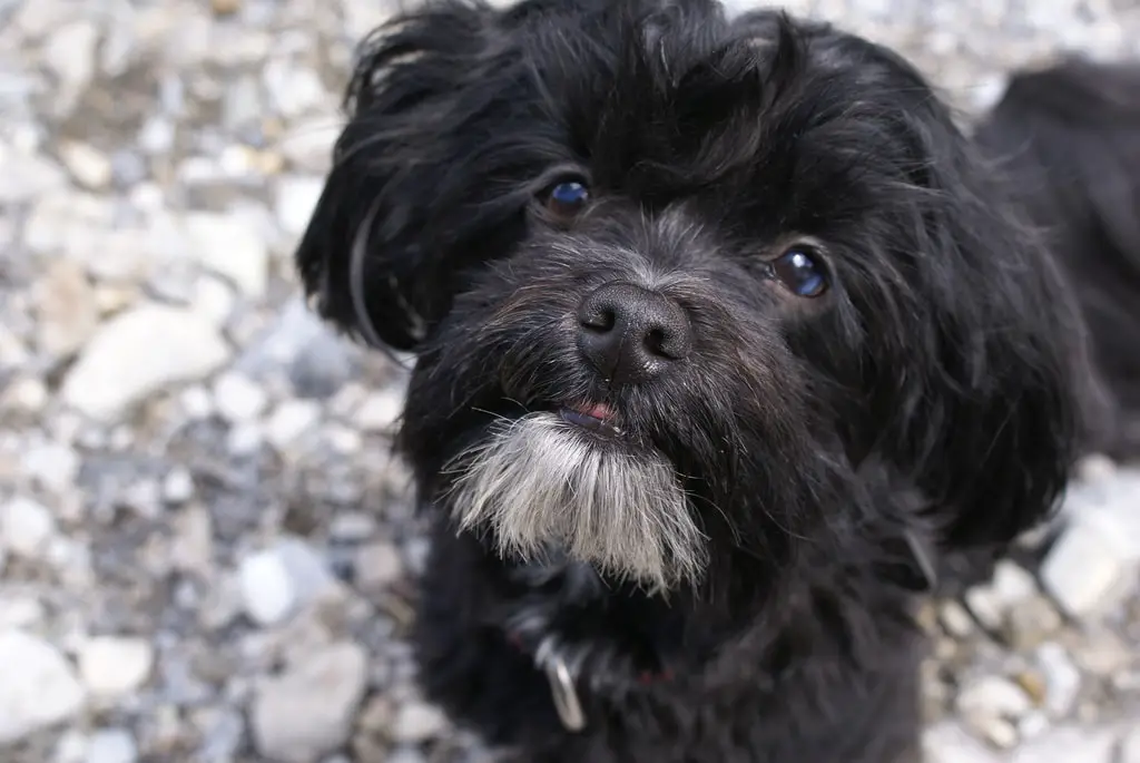 Bichón habanero, la raza de perros cubanos que está entre los más tiernos del mundo