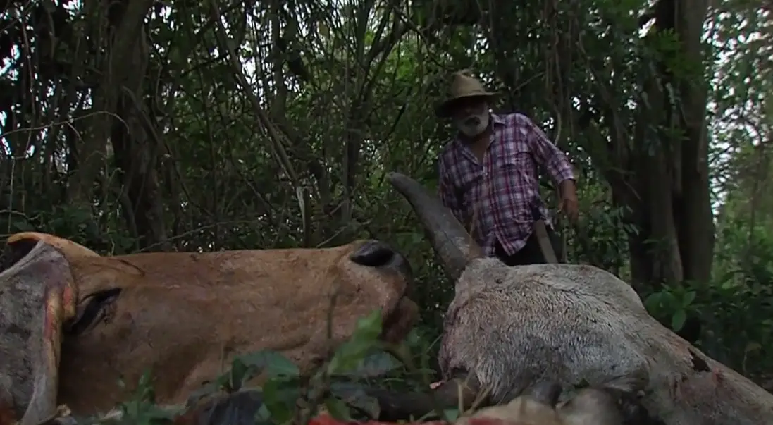 Ismael, el “matarife” cubano que nunca se buscó un peso vendiendo carne de res