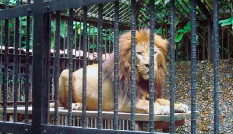 La olvidada historia de Pancho, el león cubano que se fajó con el ciclón Flora
