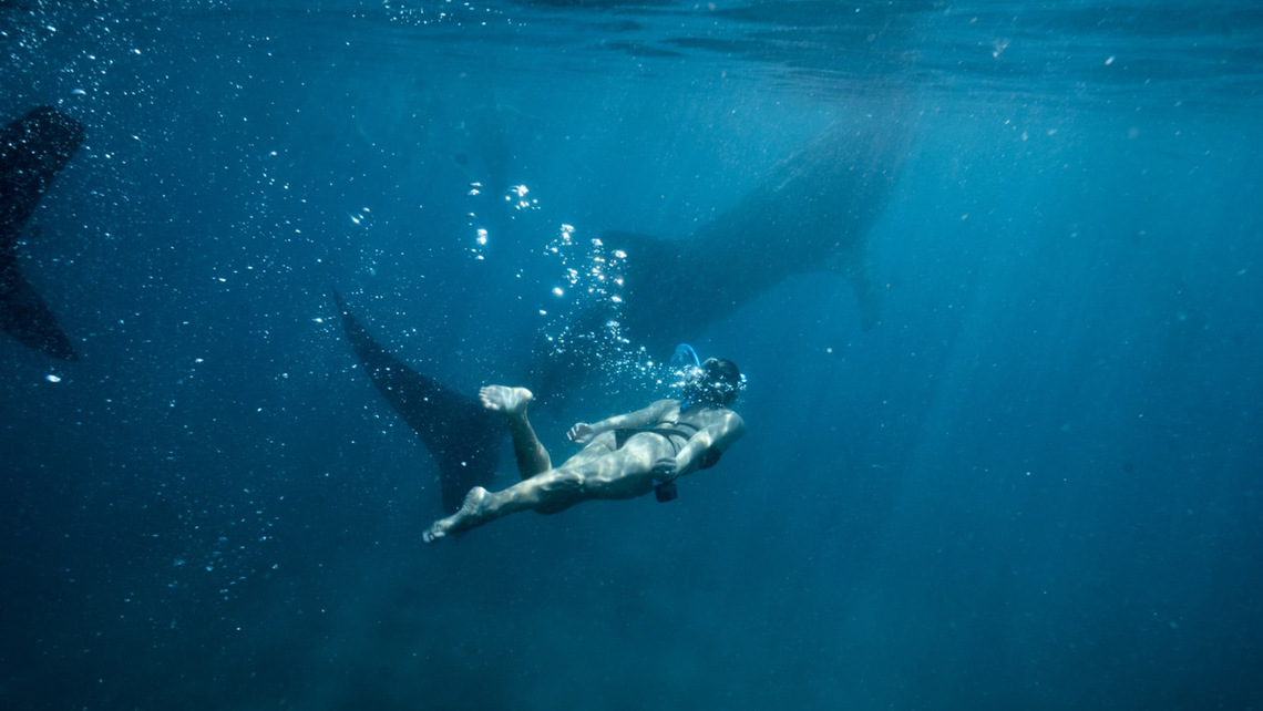¿Sabías que en Cuba puedes cumplir tu fantasía de nadar entre tiburones?