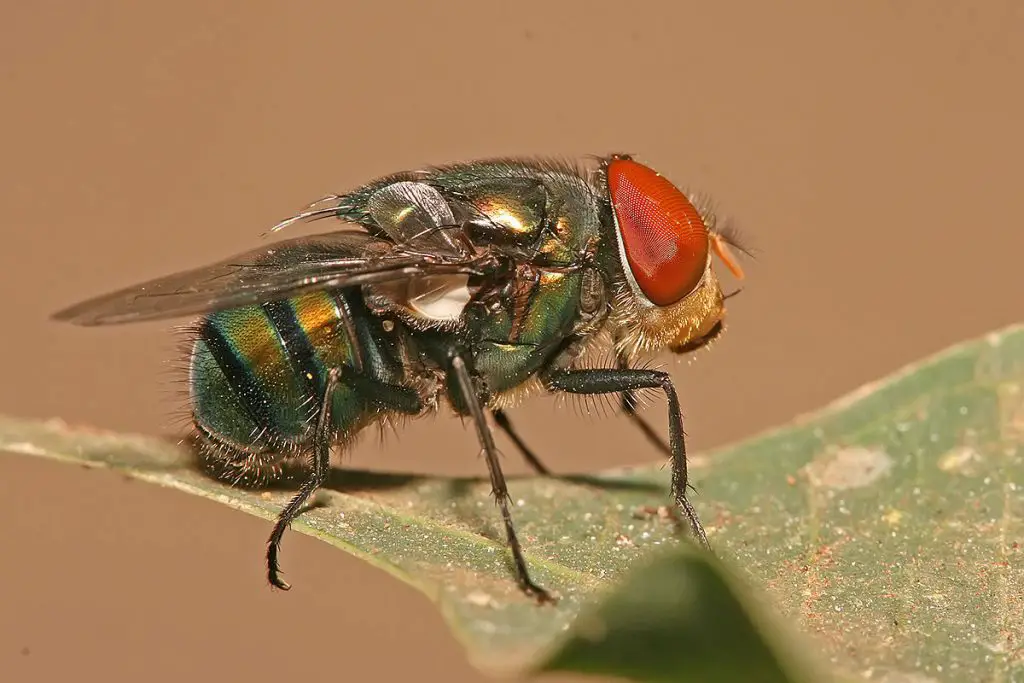 La “mosca asesina” que causa estragos la Península de Guanacahabibes