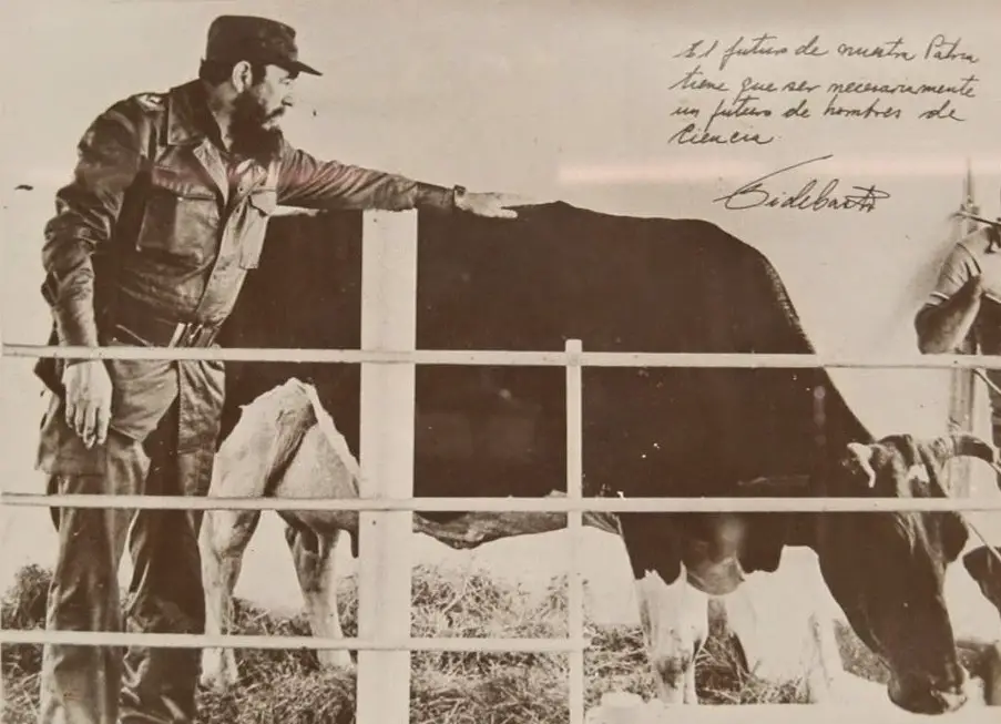 Ubre Blanca, la vaca de Fidel Castro que vivía con aire acondicionado