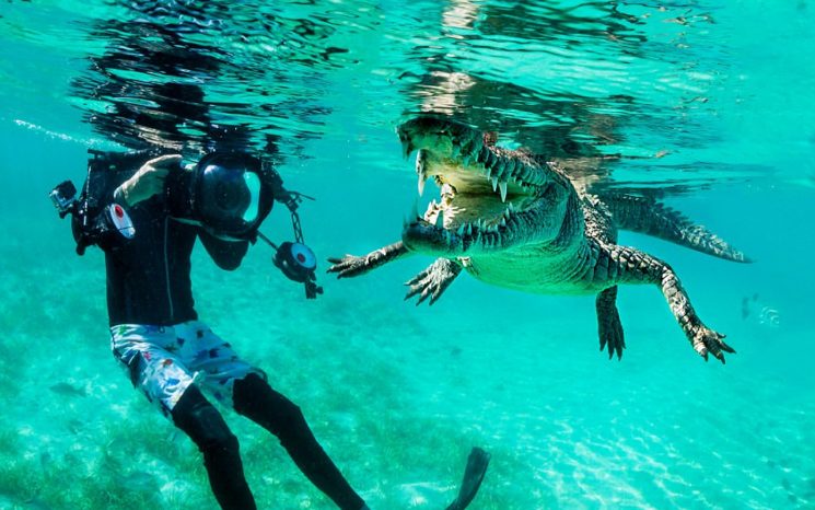 Nadando entre cocodrilos en Cuba (+ Fotos)