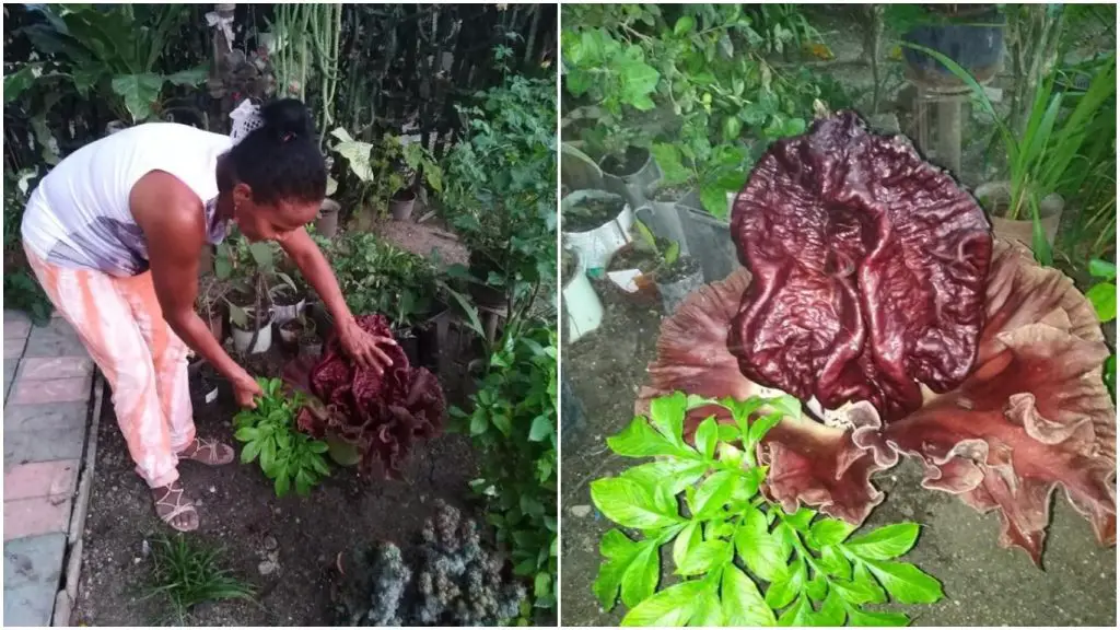 Extraña flor que desprende olor a carne podrida y putrefacta causa revuelo en Cuba