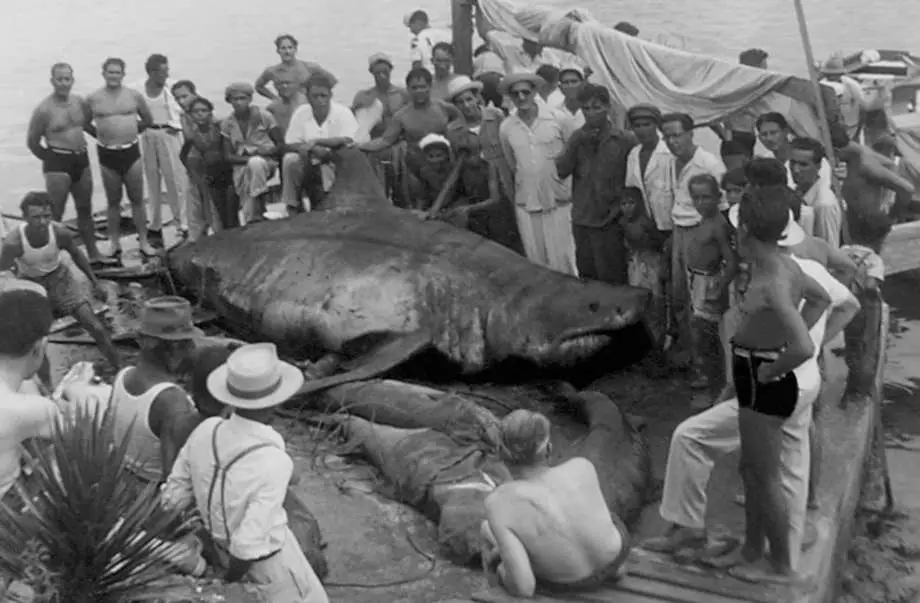«El Monstruo», el tiburón blanco gigante capturado en Cuba