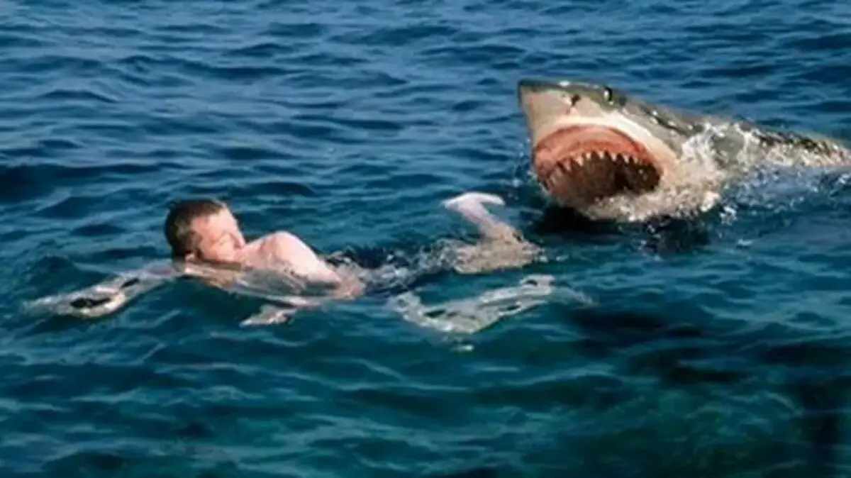 ¿Hay probabilidades de ser atacado por un tiburón en una playa cubana?