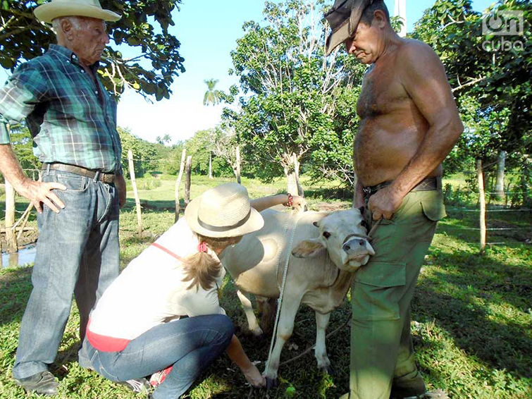 ¡Increíble! Este guajiro en Pinar del Río tiene un rebaño de vacas bonsái