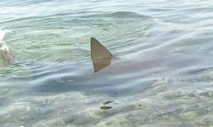 Saltan las alarmas en Camagüey luego que bañistas vieran un tiburón a solo metros de la orilla