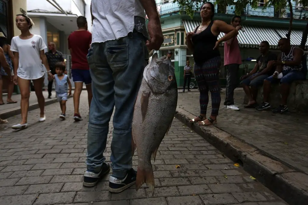 Cuba es una isla sin pescado, sin café con cafetales y con vacas que no dan ni leche ni carne