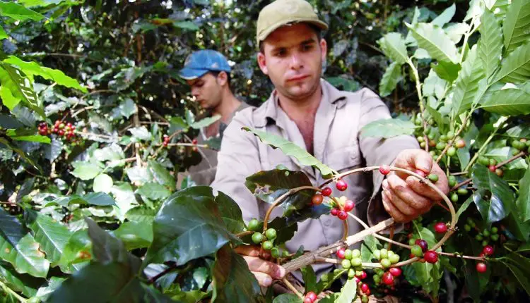 El café, un negocio redondo para el Gobierno cubano