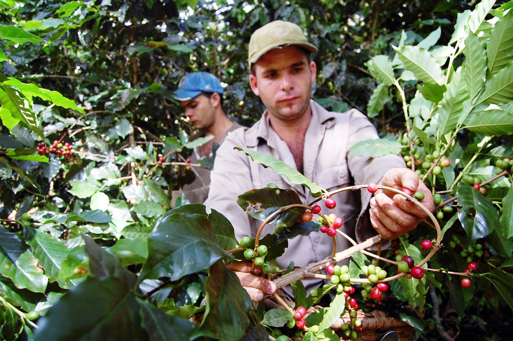 El café, un negocio redondo para el Gobierno cubano