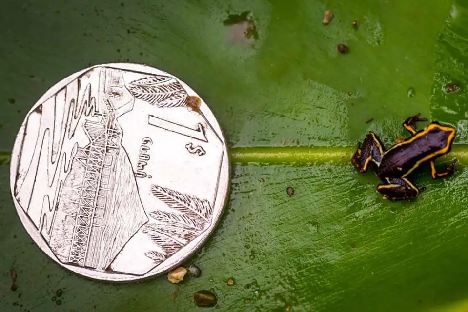 ¿Sabías que en Cuba tenemos una de las ranas más pequeña del mundo?