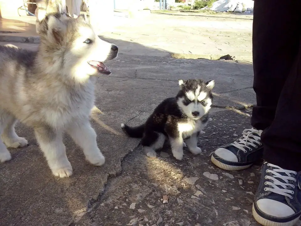 La venta de perros de raza se convierte en un negocio rentable en Cuba