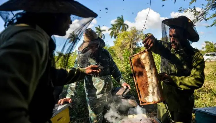 La exportación de miel, la industria desconocida que le deja 50 millones de dólares anuales al Gobierno cubano