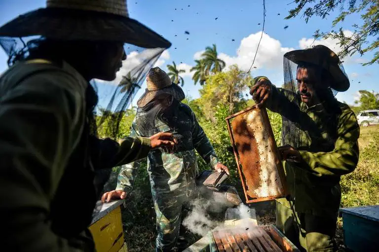 La exportación de miel, la industria desconocida que le deja 50 millones de dólares anuales al Gobierno cubano
