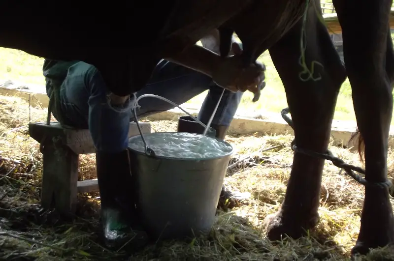 "Premiarán" a los campesinos cubanos cuyas vacas produzcan más leche de la pactada con el Estado pagándoles el litro a 9 pesos en moneda nacional, que no son más que unos centavos de dólar