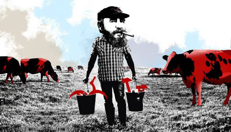 Búfalos de agua, el invento de Fidel Castro para resolver el problema del hambre en Cuba