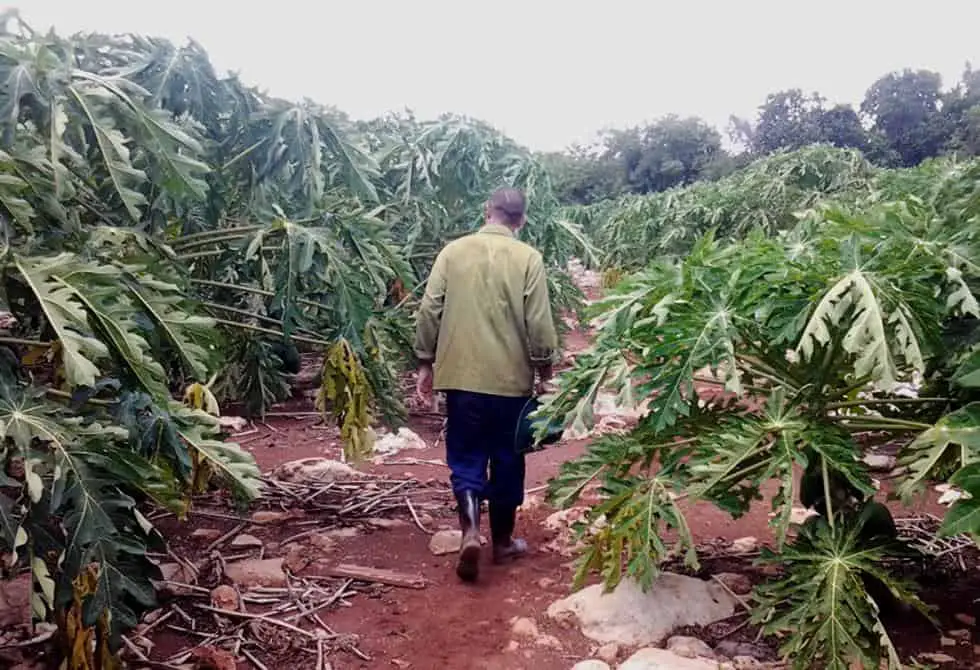 El bandolerismo se apodera de los campos en Cuba