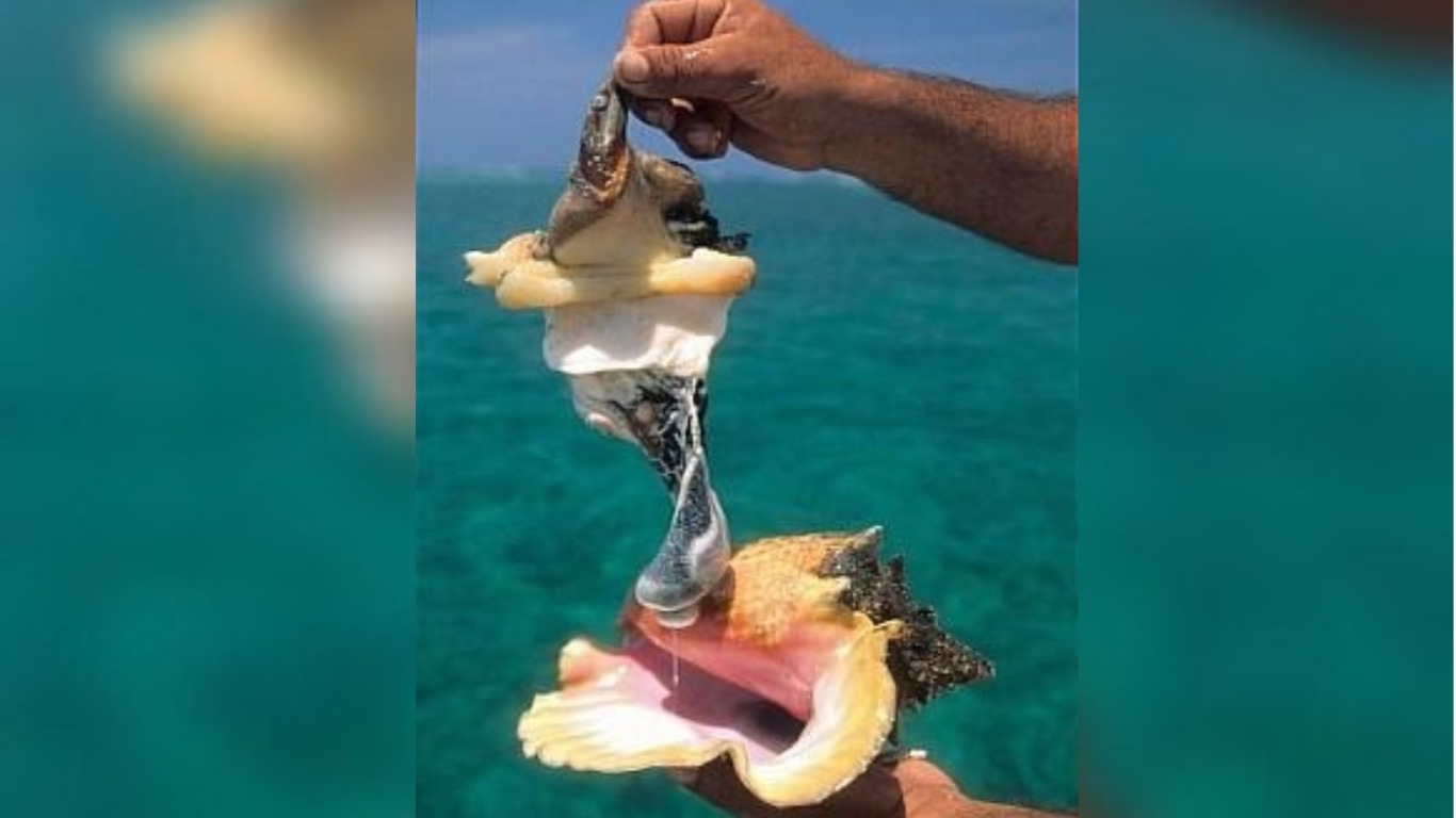 Cobo, el molusco afrodisíaco que se ha convertido en una comida ilegal en Cuba