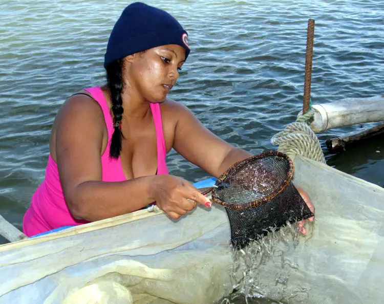 Angula, el manjar que el Cuba exporta y que los cubanos nunca han visto en sus mesas