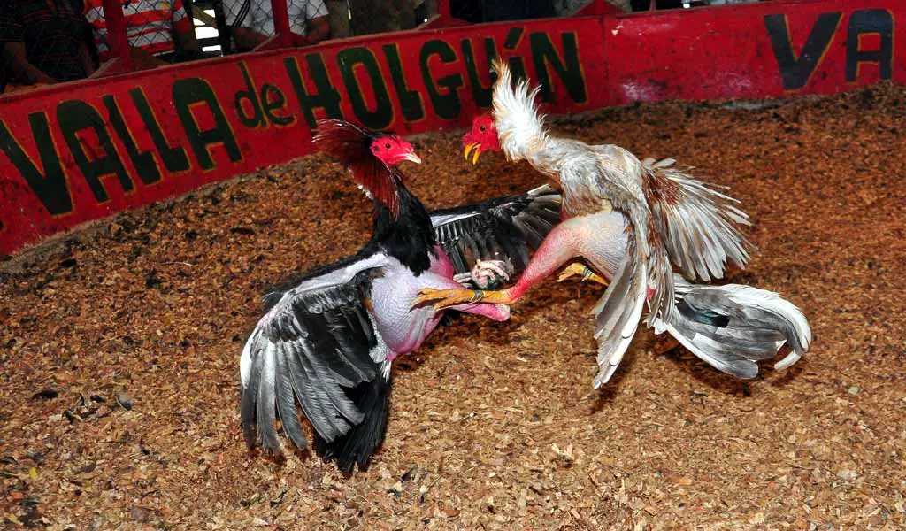 Peleas de gallos: el “juego de caballeros” que se resiste a morir en Cuba