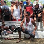Peleas de gallos: el “juego de caballeros” que se resiste a morir en Cuba