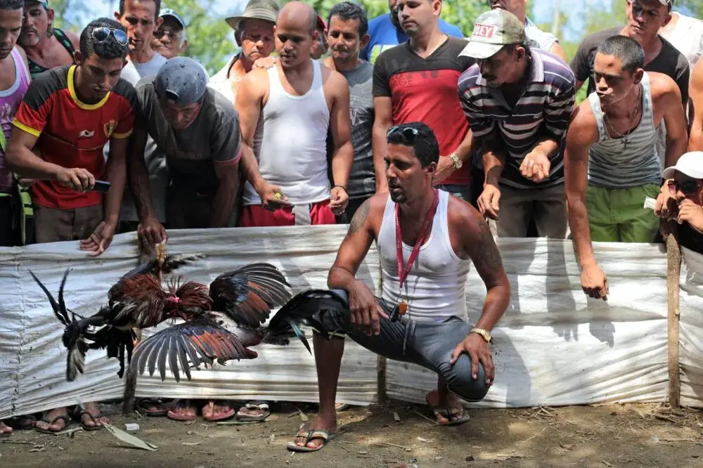 Peleas de gallos: el “juego de caballeros” que se resiste a morir en Cuba