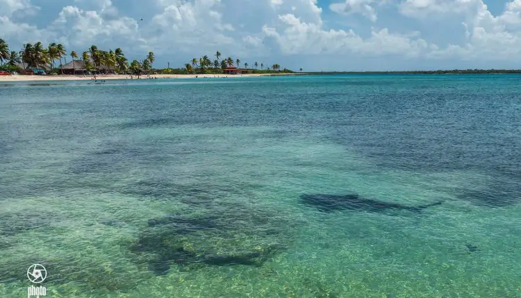 Tiburones se acercan a escasos metros en una playa de Camagüey y todo queda captado en cámara