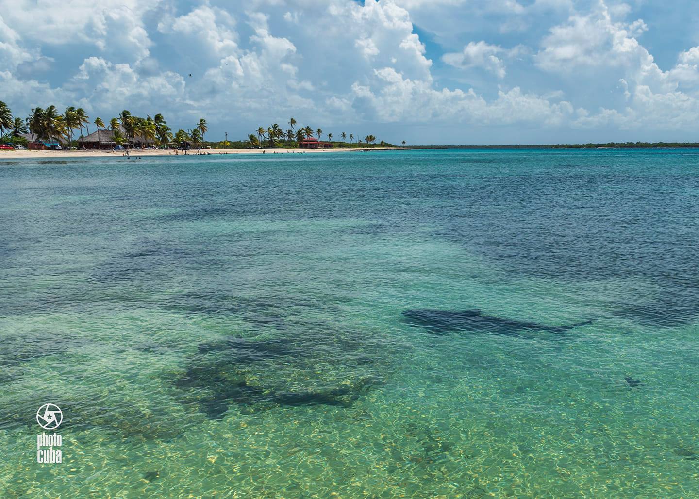 Tiburones se acercan a escasos metros en una playa de Camagüey y todo queda captado en cámara