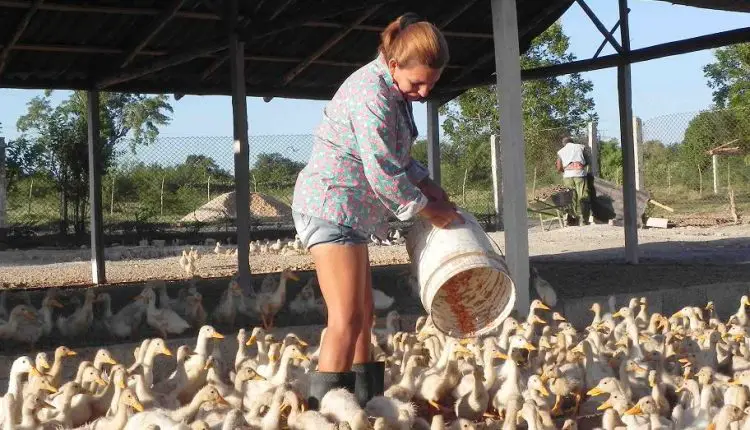 Gobierno cubano comienza a criar patos y codornices en escuelas abandonadas para hacer frente a la crisis alimentaria