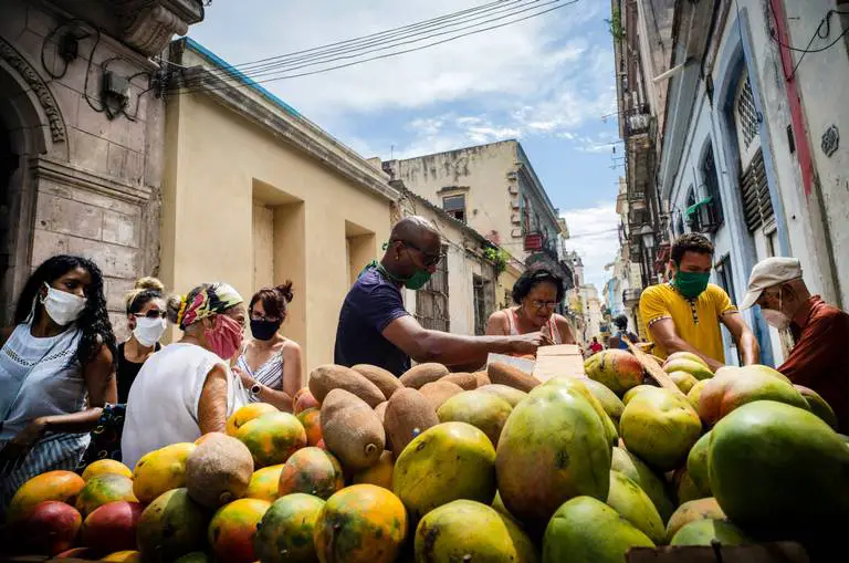 ¿Sabías que los primeros mangos que se dieron en Cuba se sembraron en La Habana?