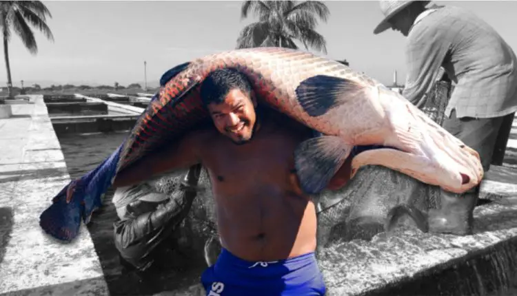 Llega la competencia a la claria en Cuba!!! Comienzan a experimentar con una nueva especie invasora en la Isla