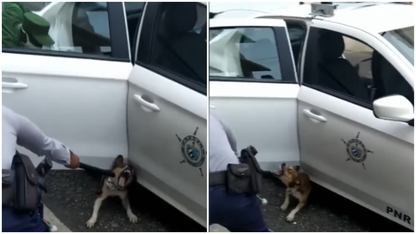 Policía en Cuba moviliza una ejército de patrulleros para detener un perro enojado
