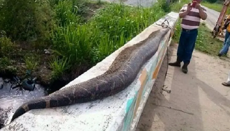 ¿Serpientes gigantes en Cuba? entre el mito y la realidad...