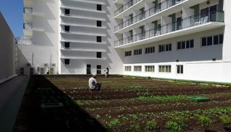 Transforman techo del Hotel Internacional de Varadero en un huerto de verduras y hortalizas.