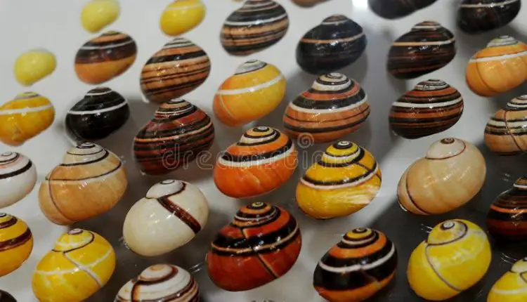El tráfico ilegal de Polymitas en Cuba pone en riesgo de extinción a los caracoles más hermosos del mundo