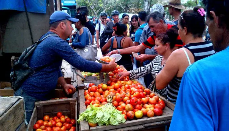 ¿Vendrán los tomates cubanos del frío Ártico?... por los precios parece que si