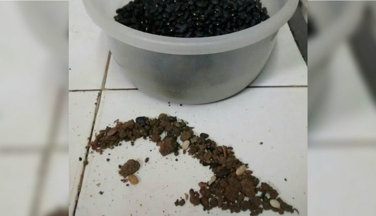 Un plato de frijoles negros o colorados en Cuba ya es una propuesta de lujo pues el precio de una libra puede alcanzar los 4 dólares en el mercado informal